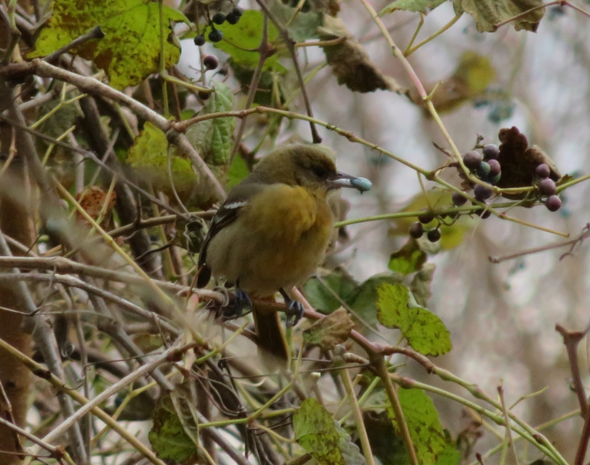 Baltimore Oriole - ML284207151