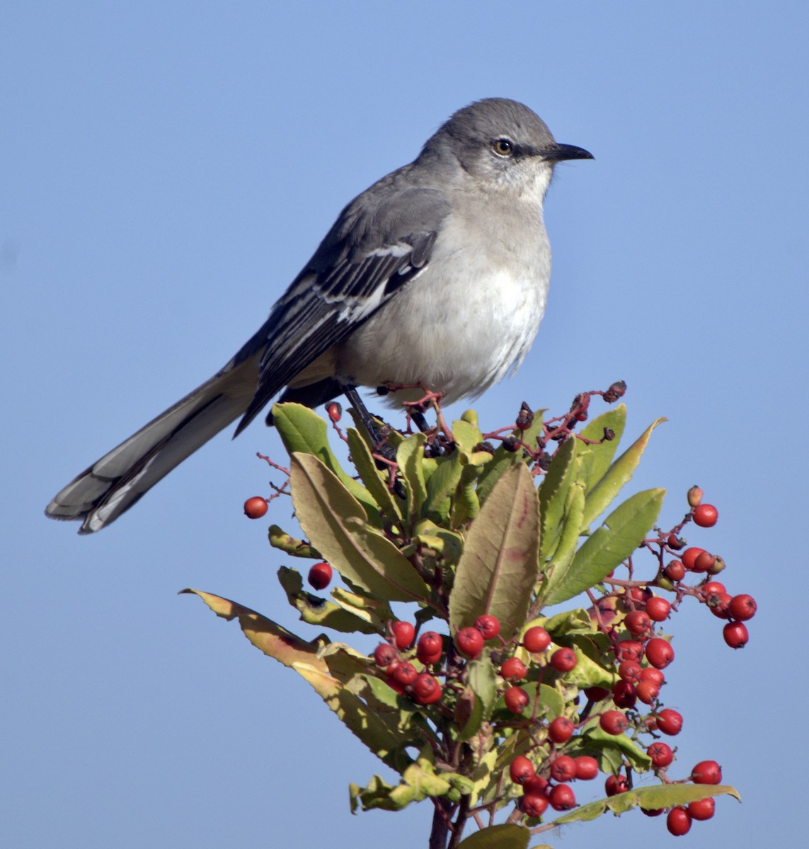 Northern Mockingbird - ML284207211