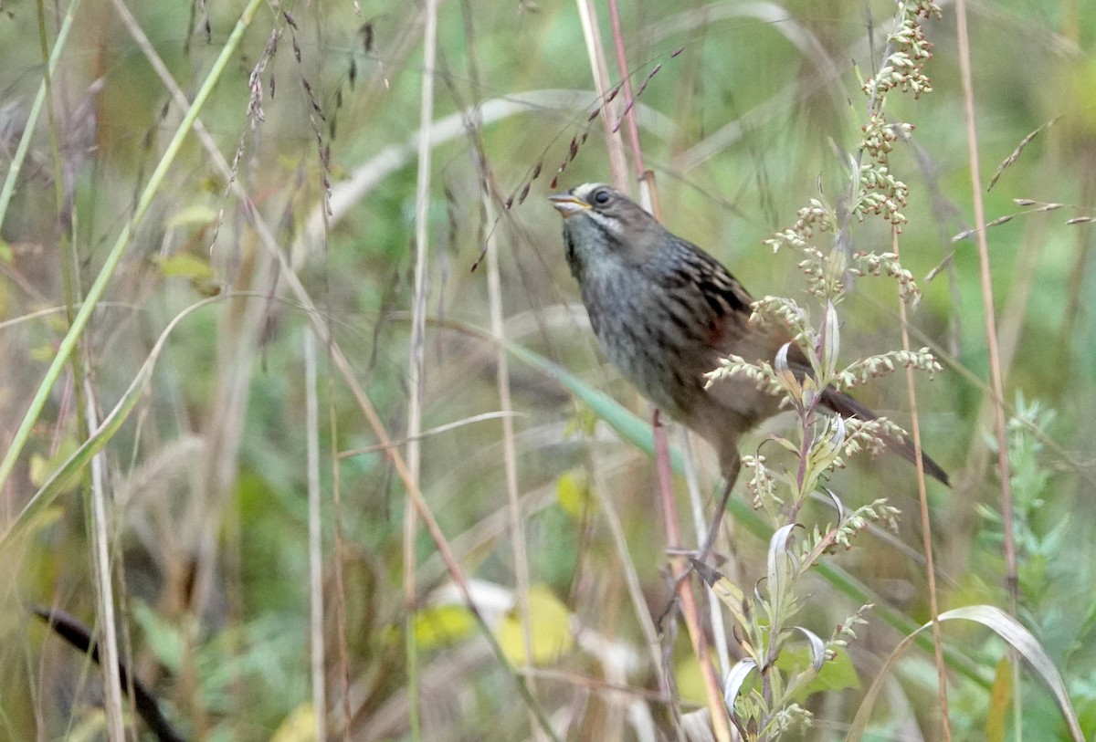Swamp Sparrow - ML284208221