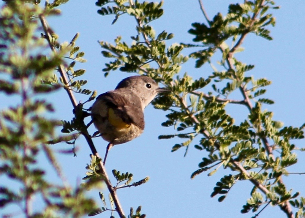 Virginia's Warbler - ML28420911