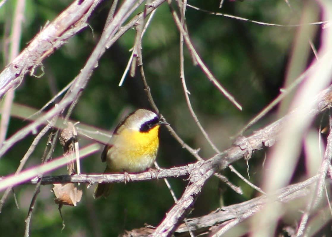 Common Yellowthroat - ML28420931