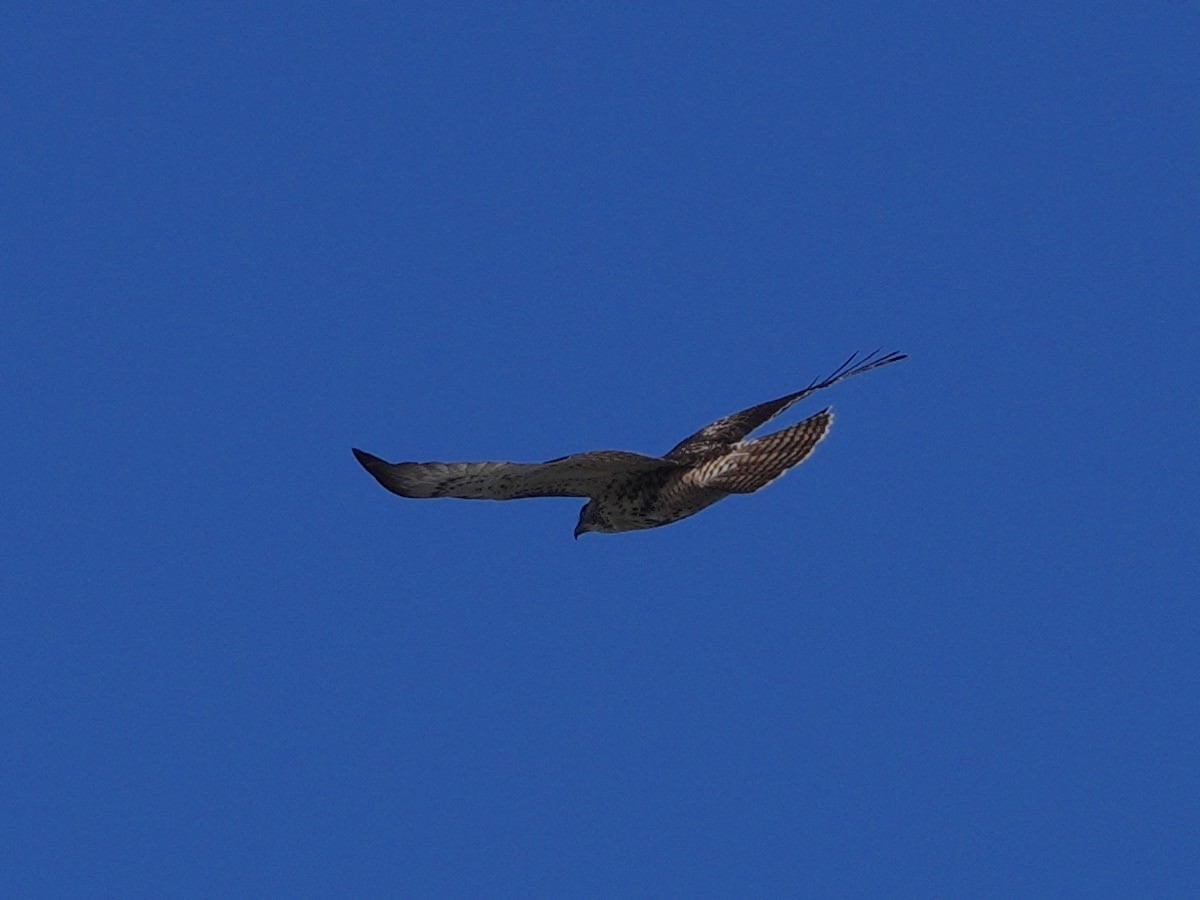 Red-tailed Hawk - ML284210141