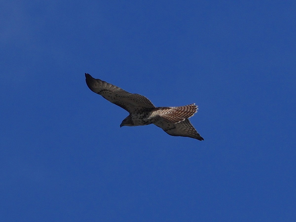 Red-tailed Hawk - ML284210151