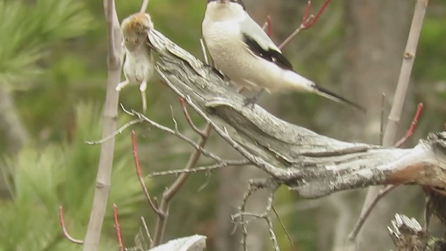 Northern Shrike - ML284210381