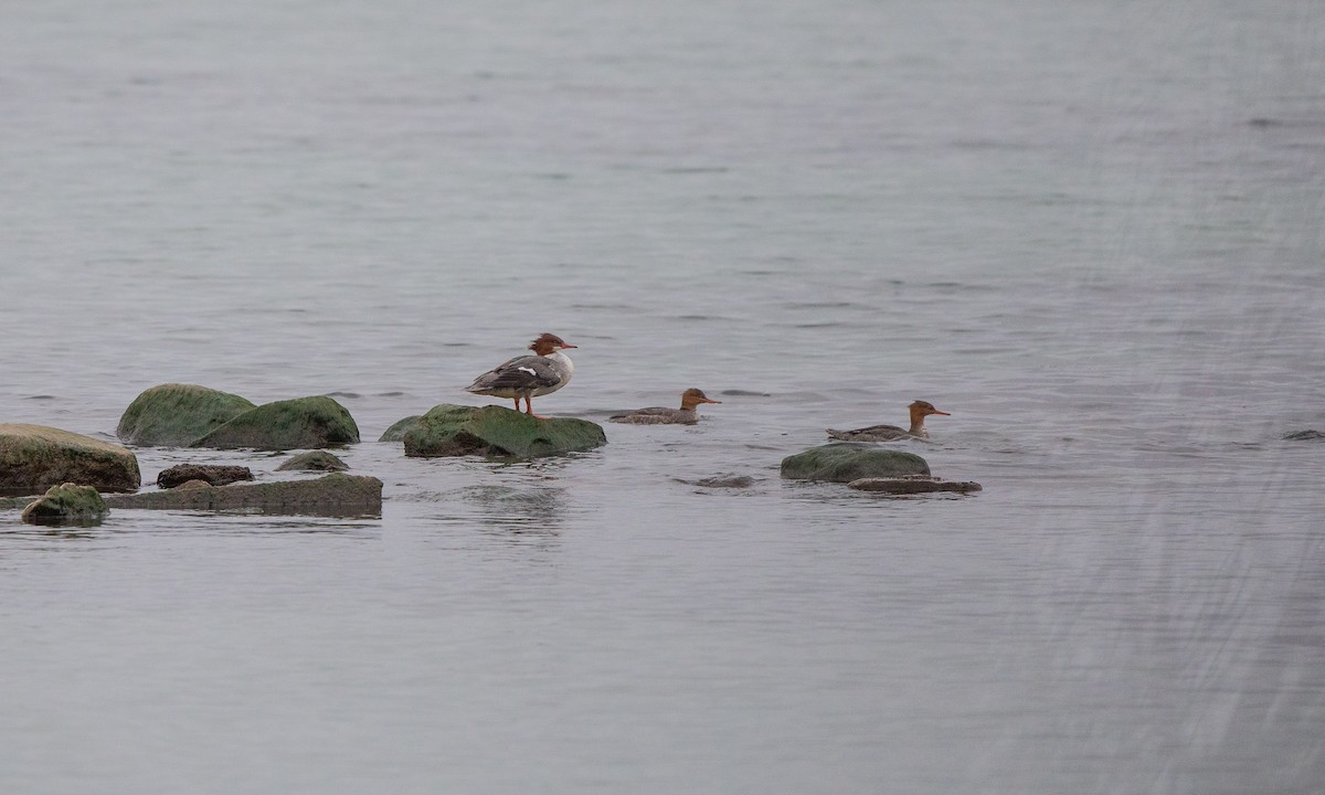 Common Merganser (North American) - ML284211221