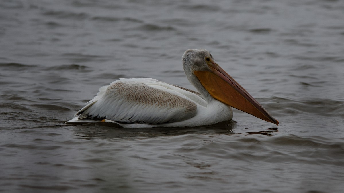 American White Pelican - Jamie Baker