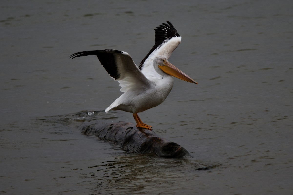 American White Pelican - ML284211421