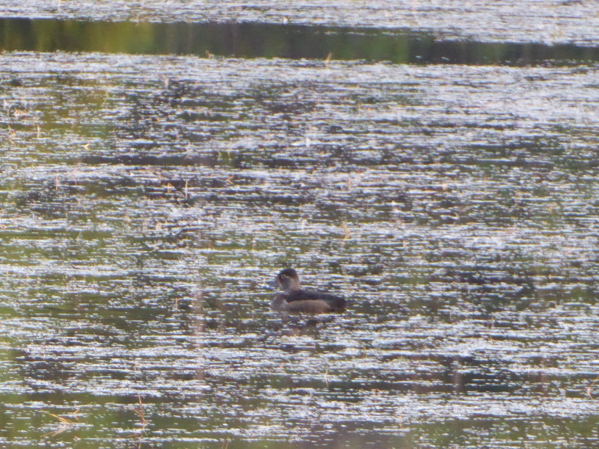 Ring-necked Duck - ML284212041