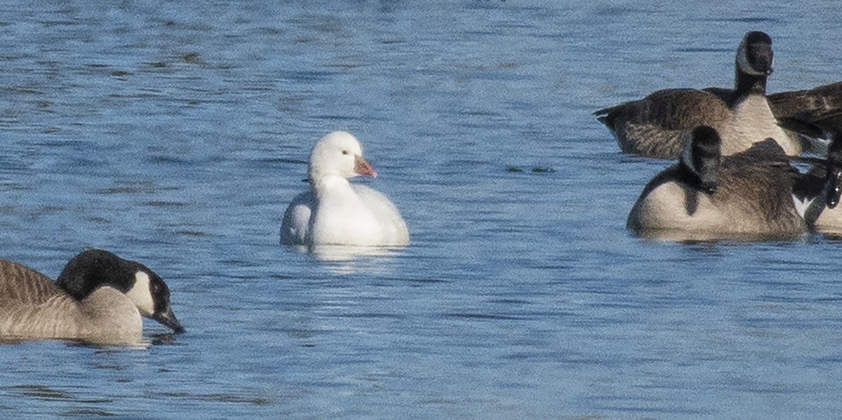 Ross's Goose - ML284212181