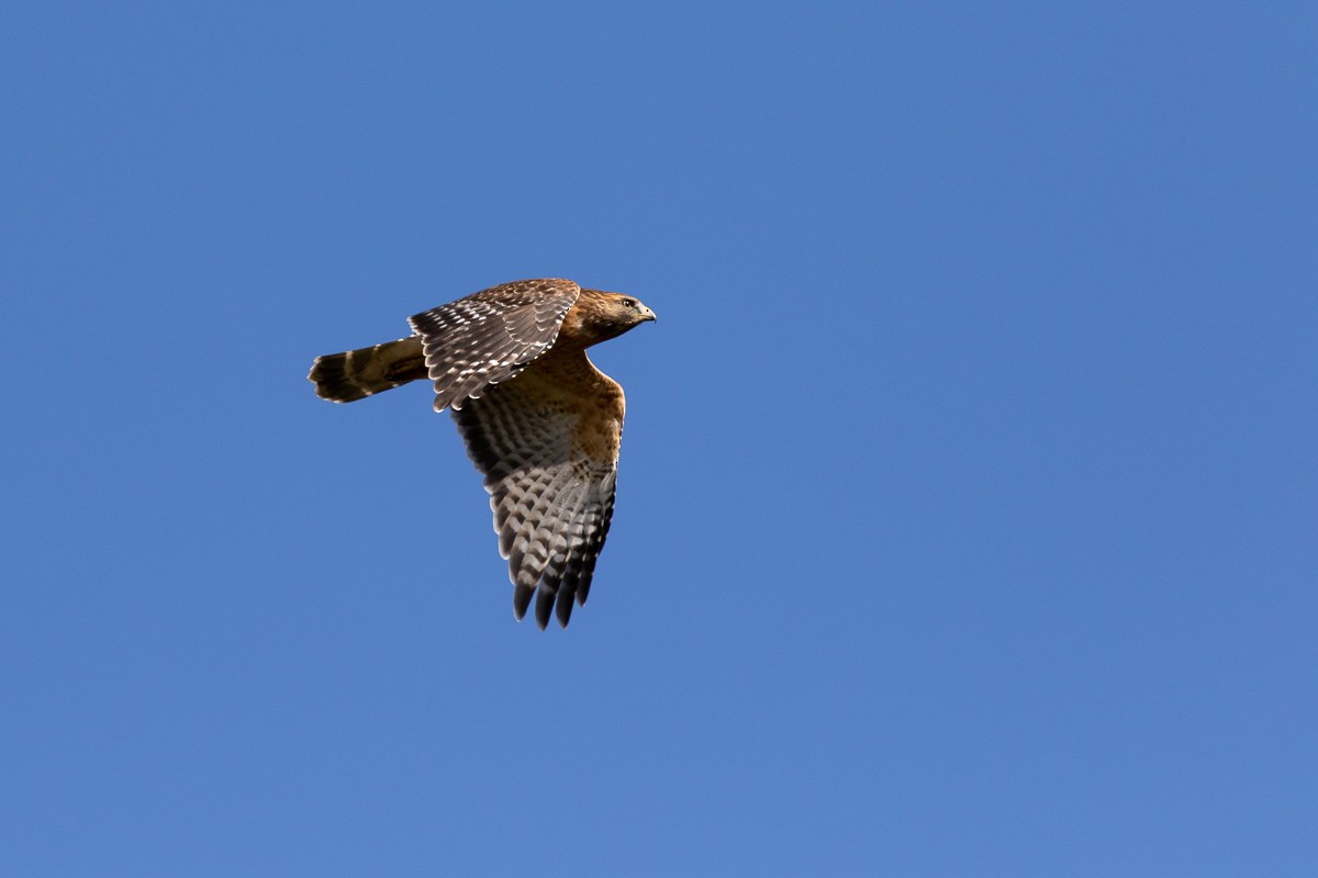 Red-shouldered Hawk - ML284212221