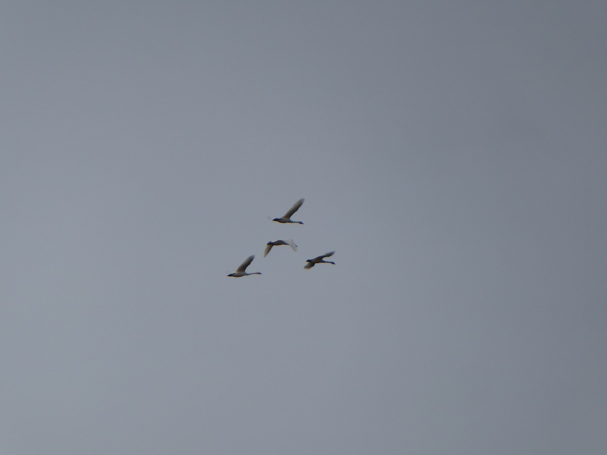 Tundra Swan - ML284212341