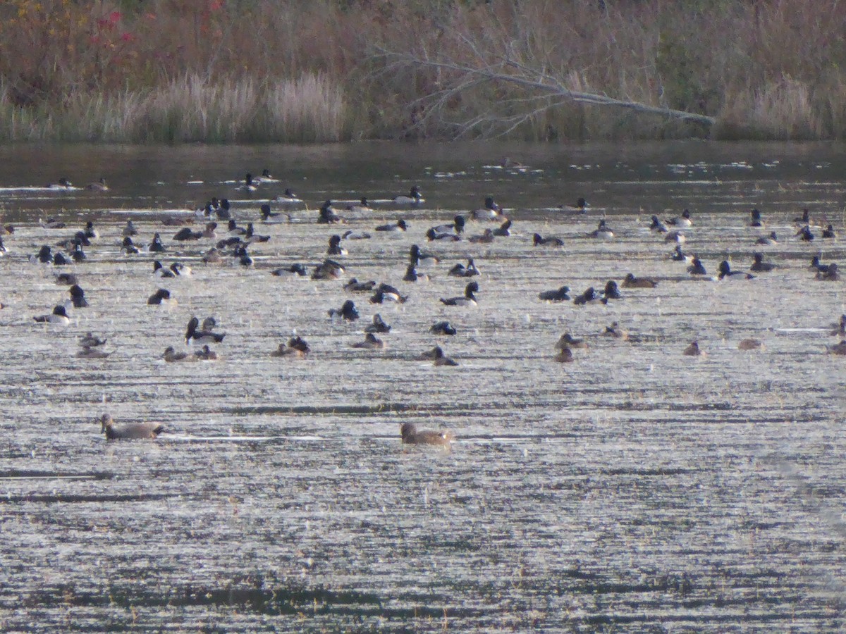 Ring-necked Duck - ML284213521