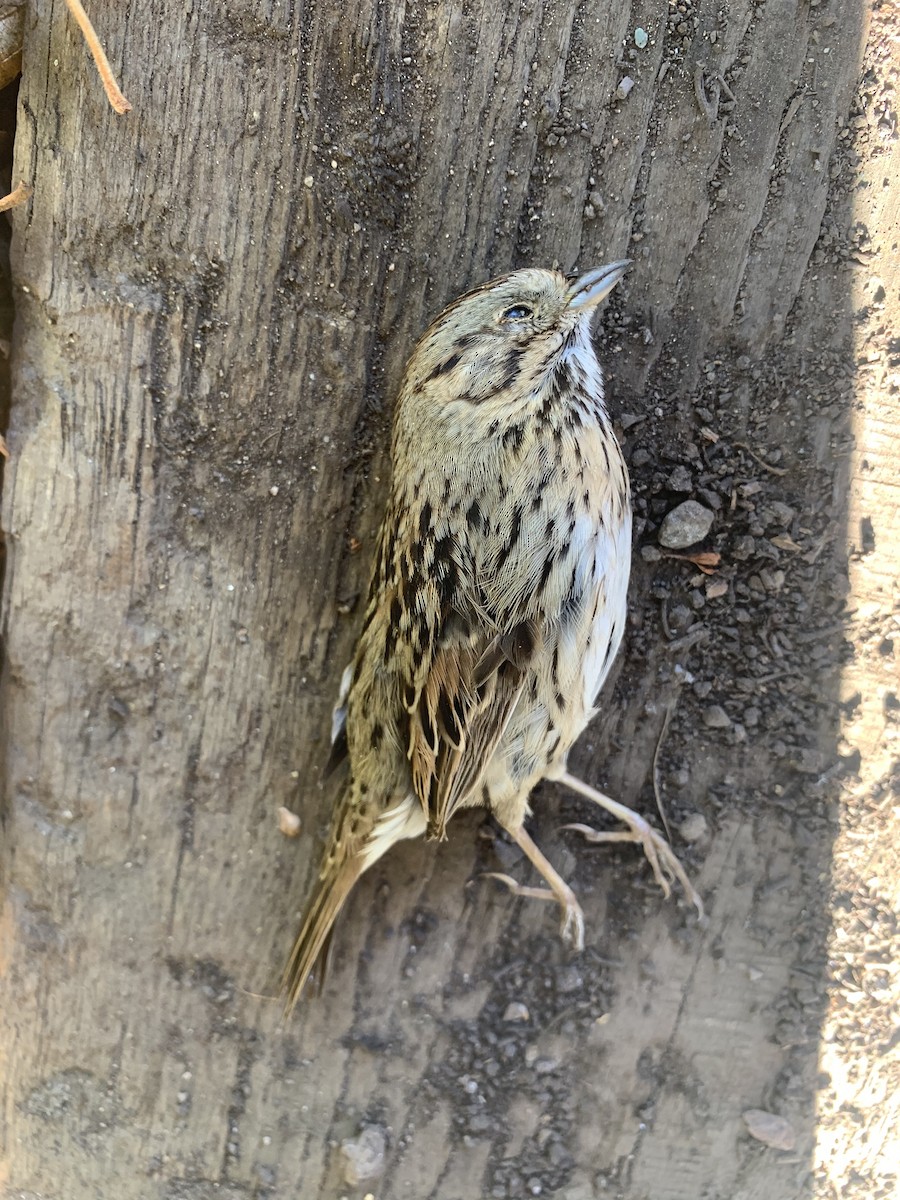 Lincoln's Sparrow - ML284214211