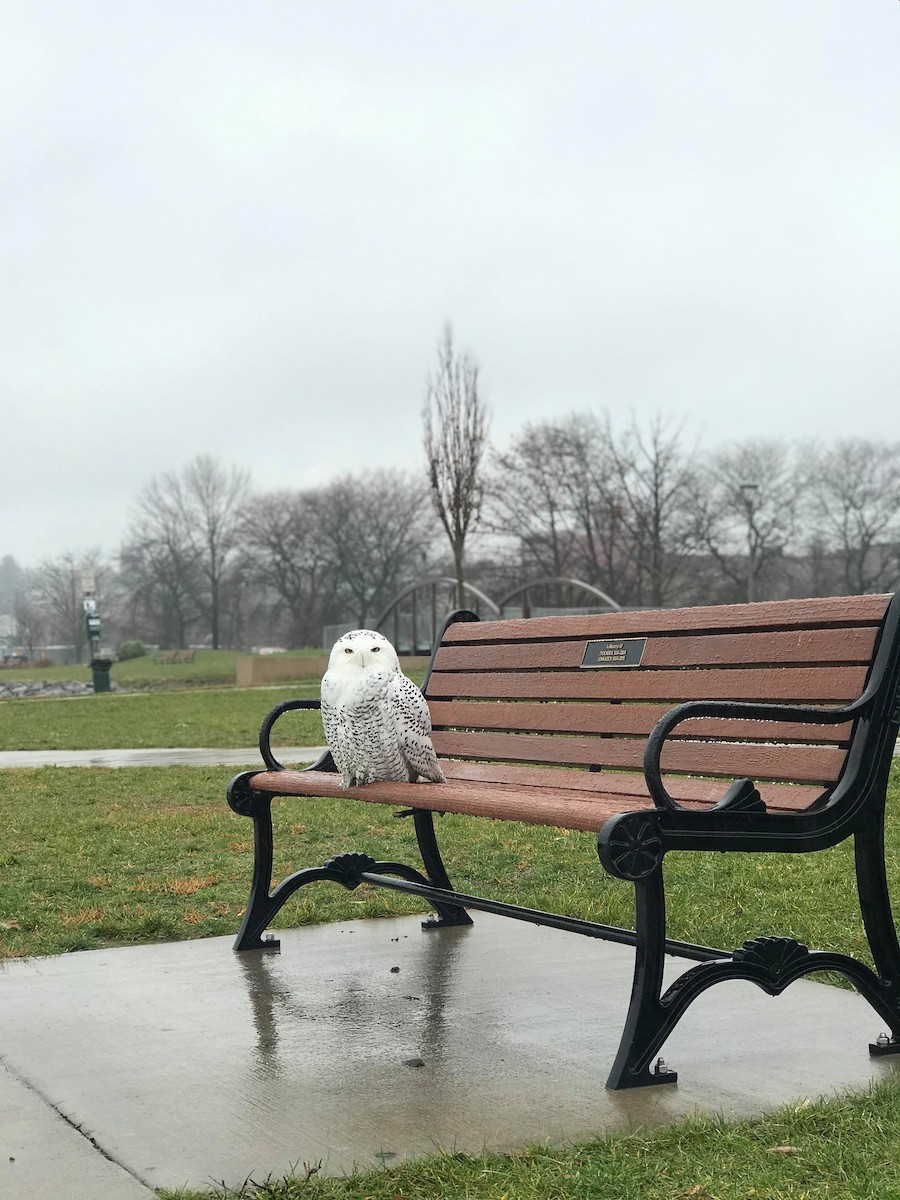 Snowy Owl - ML284214241