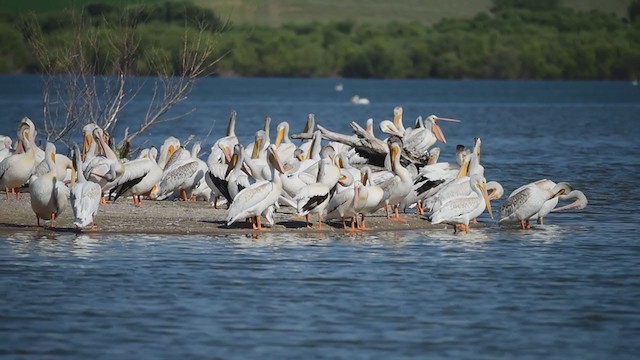 American White Pelican - ML284214831