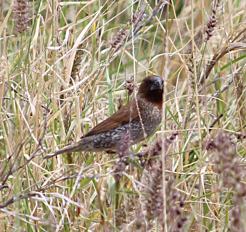 Scaly-breasted Munia - ML284214891