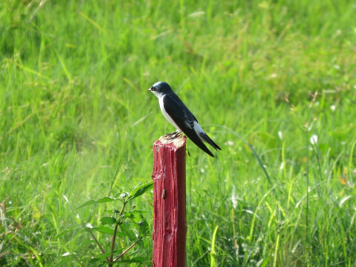 Golondrina de Manglar - ML284215051