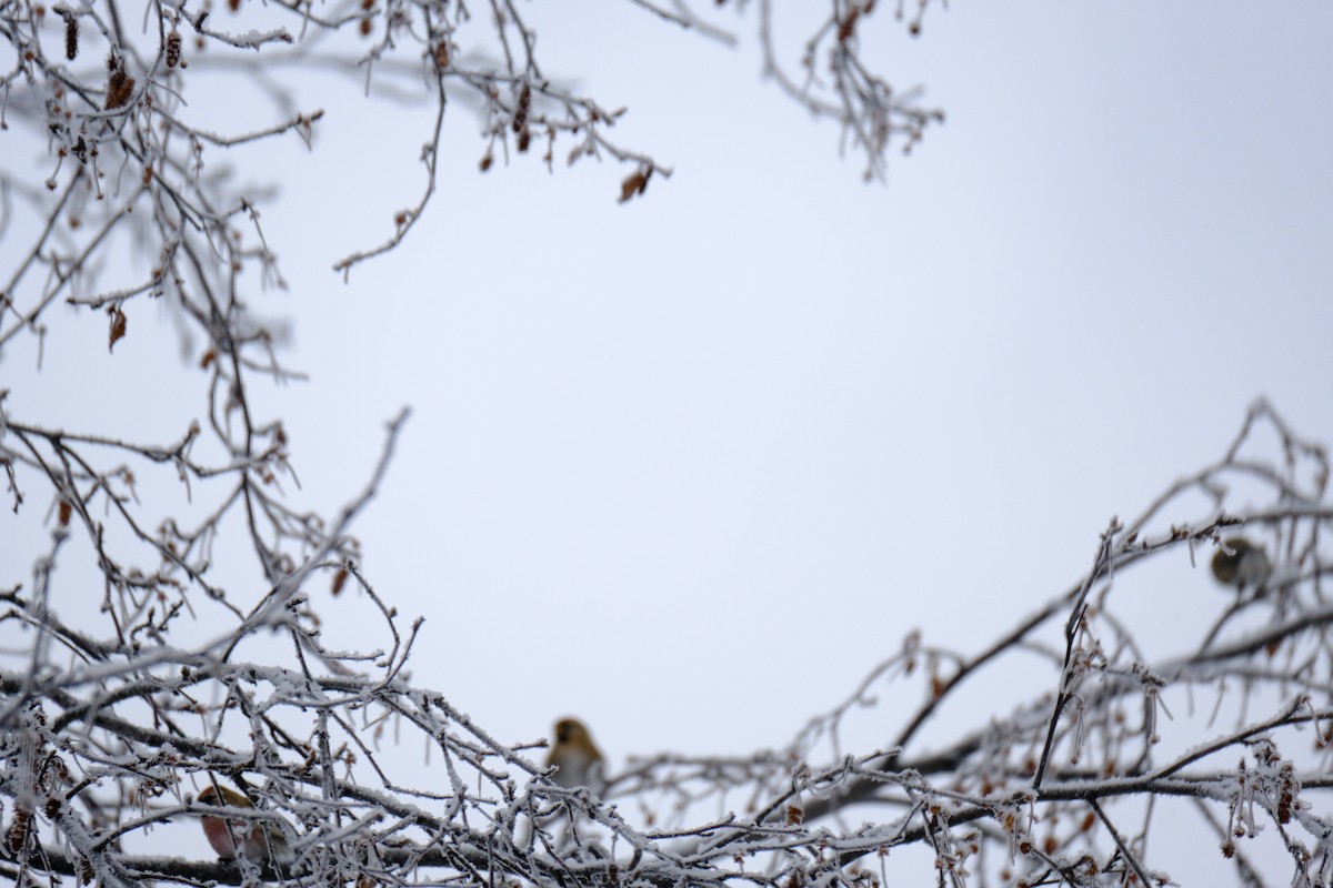 Common Redpoll - ML284216231