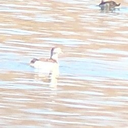 Long-tailed Duck - ML284216441