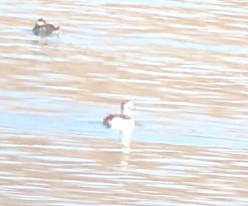 Long-tailed Duck - ML284216451