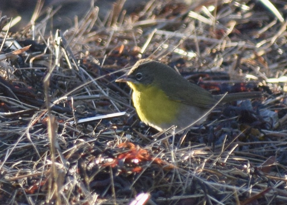 Yellow-breasted Chat - ML284216701