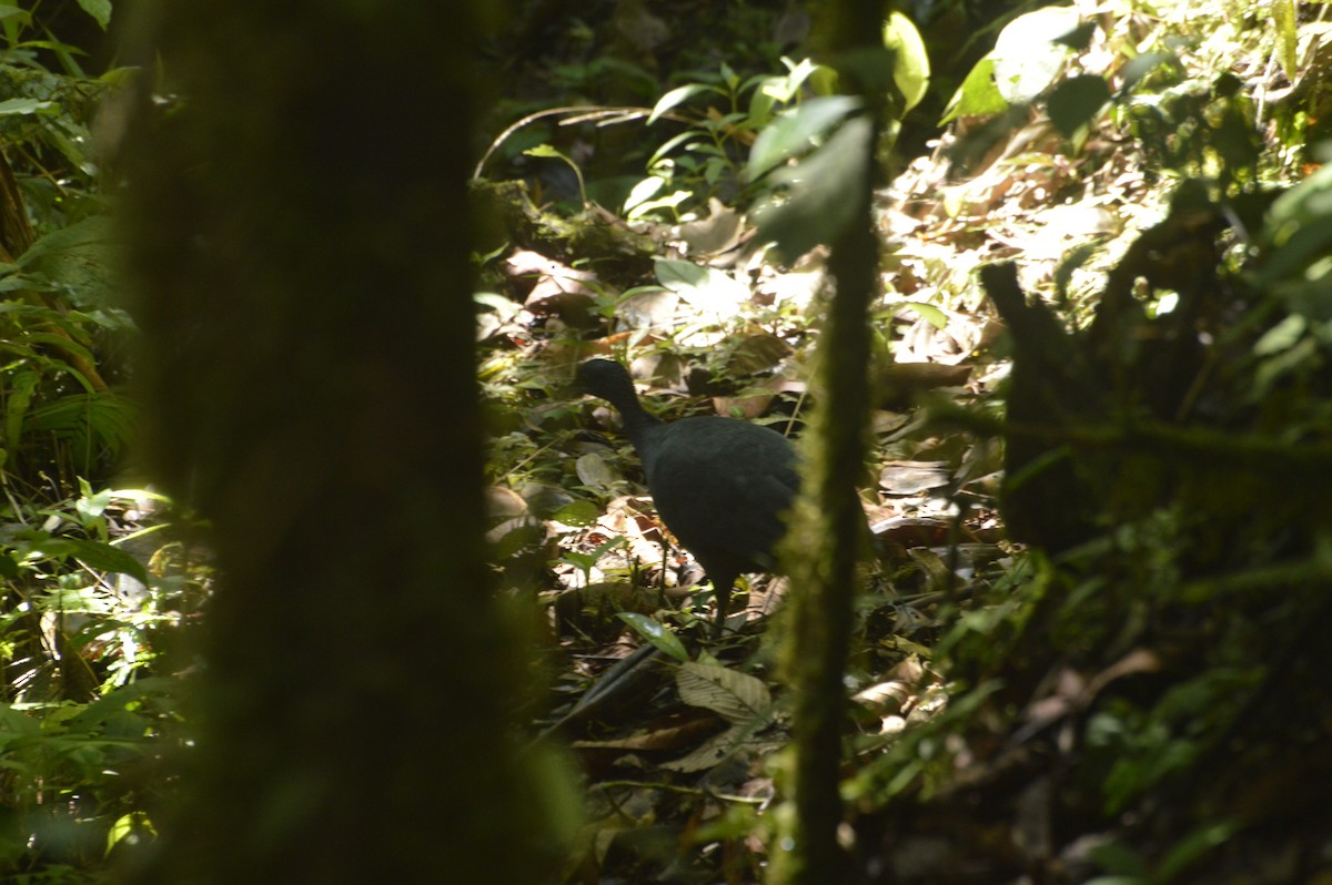 Black Tinamou - Luis Alberto Salagaje Muela