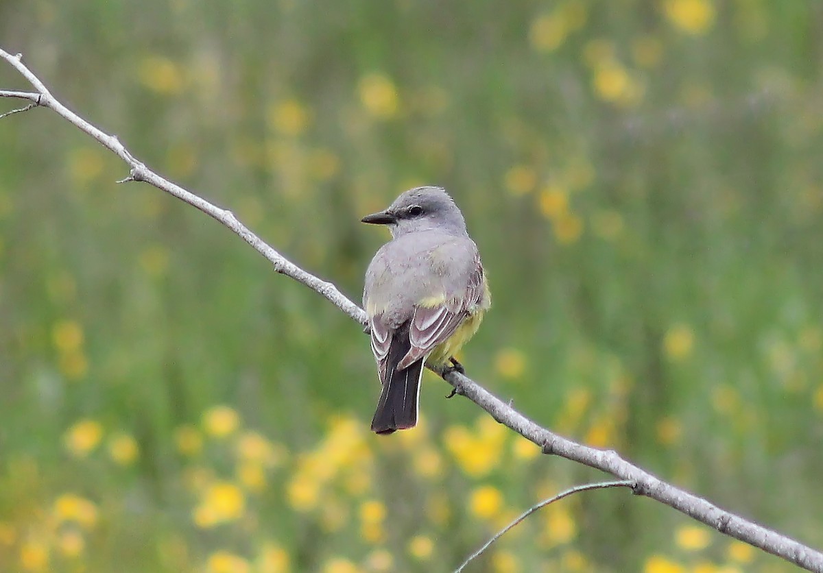 Western Kingbird - ML284217161