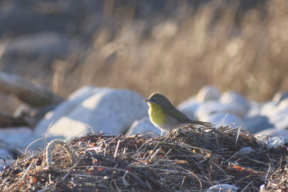 Yellow-breasted Chat - ML284217391