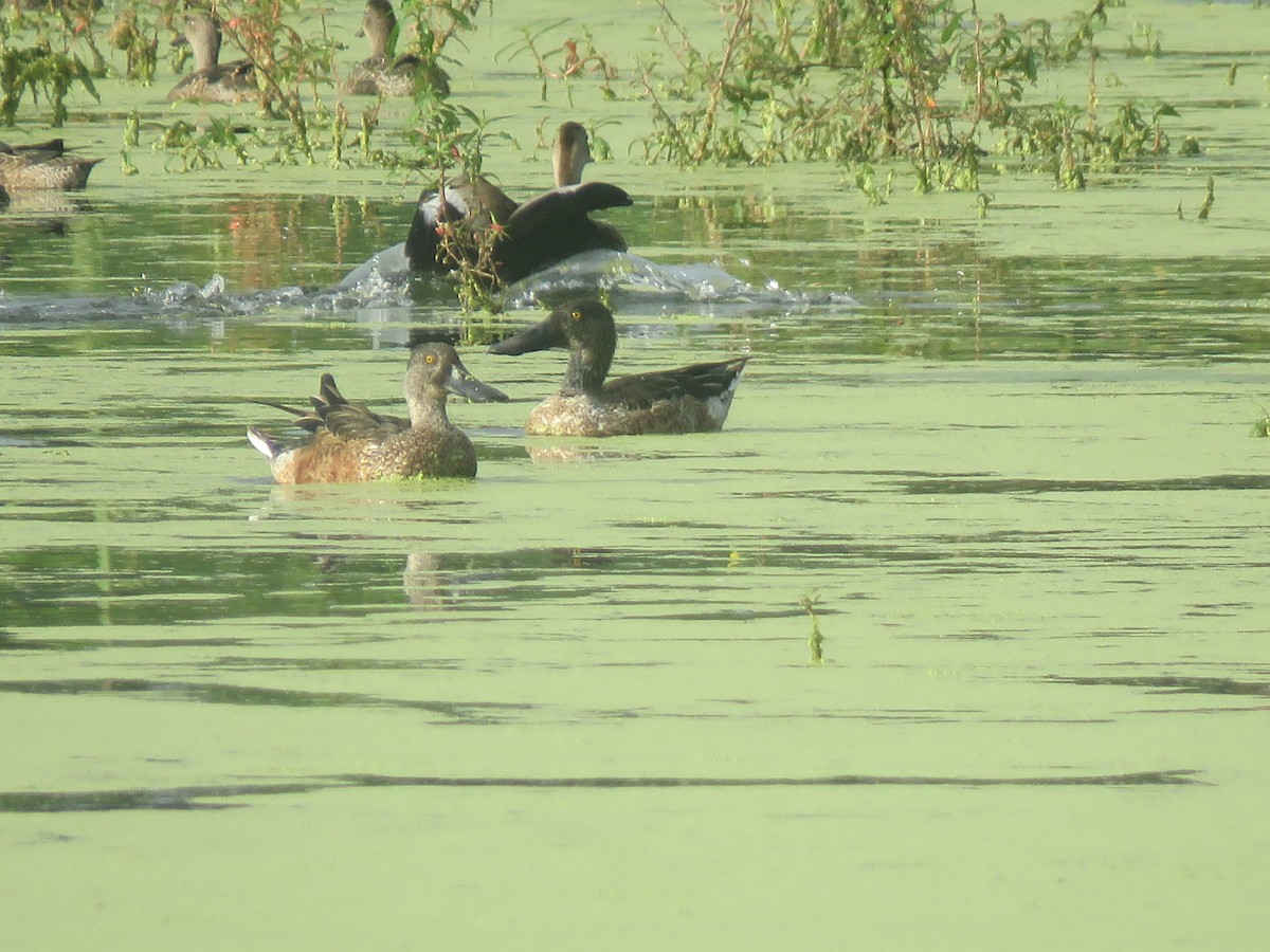 Northern Shoveler - Roberto Downing