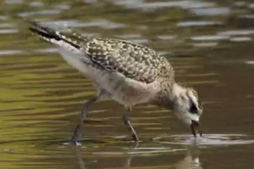 American Golden-Plover - Meg Rousher