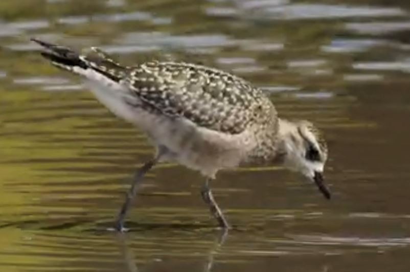 American Golden-Plover - ML284218011