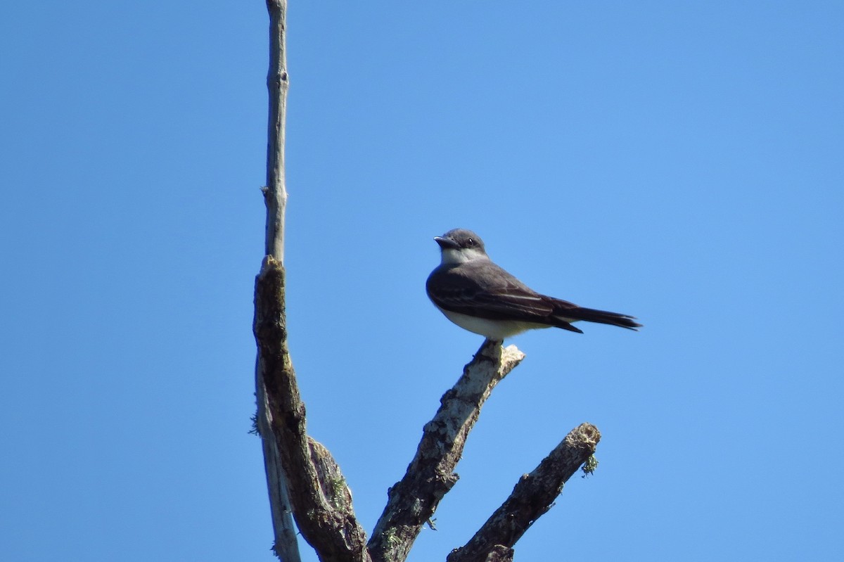 Gray Kingbird - Audrey Whitlock