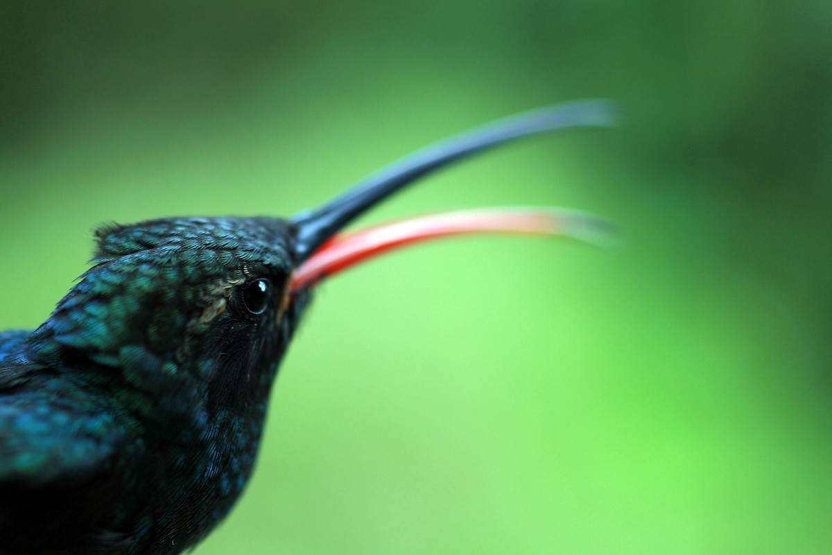 kolibřík šedobřichý - ML28422111