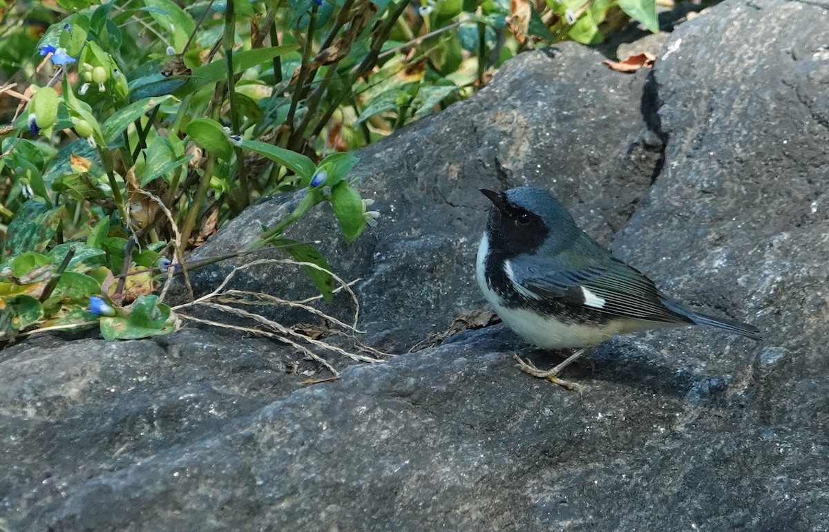 Black-throated Blue Warbler - ML284221331