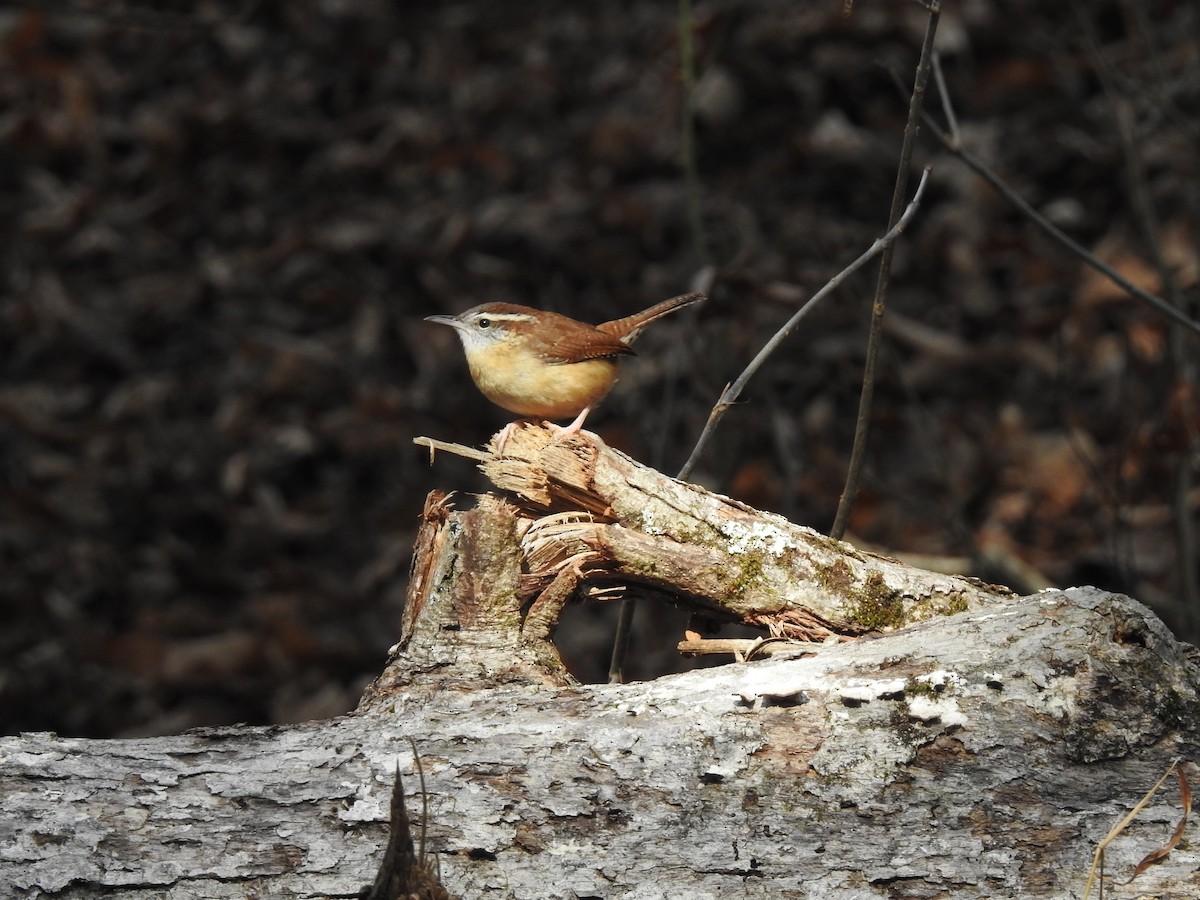 Carolina Wren - ML284222591