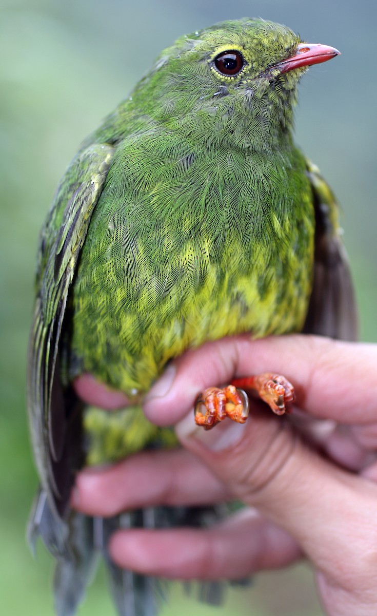 Green-and-black Fruiteater - Andrés M. Cuervo