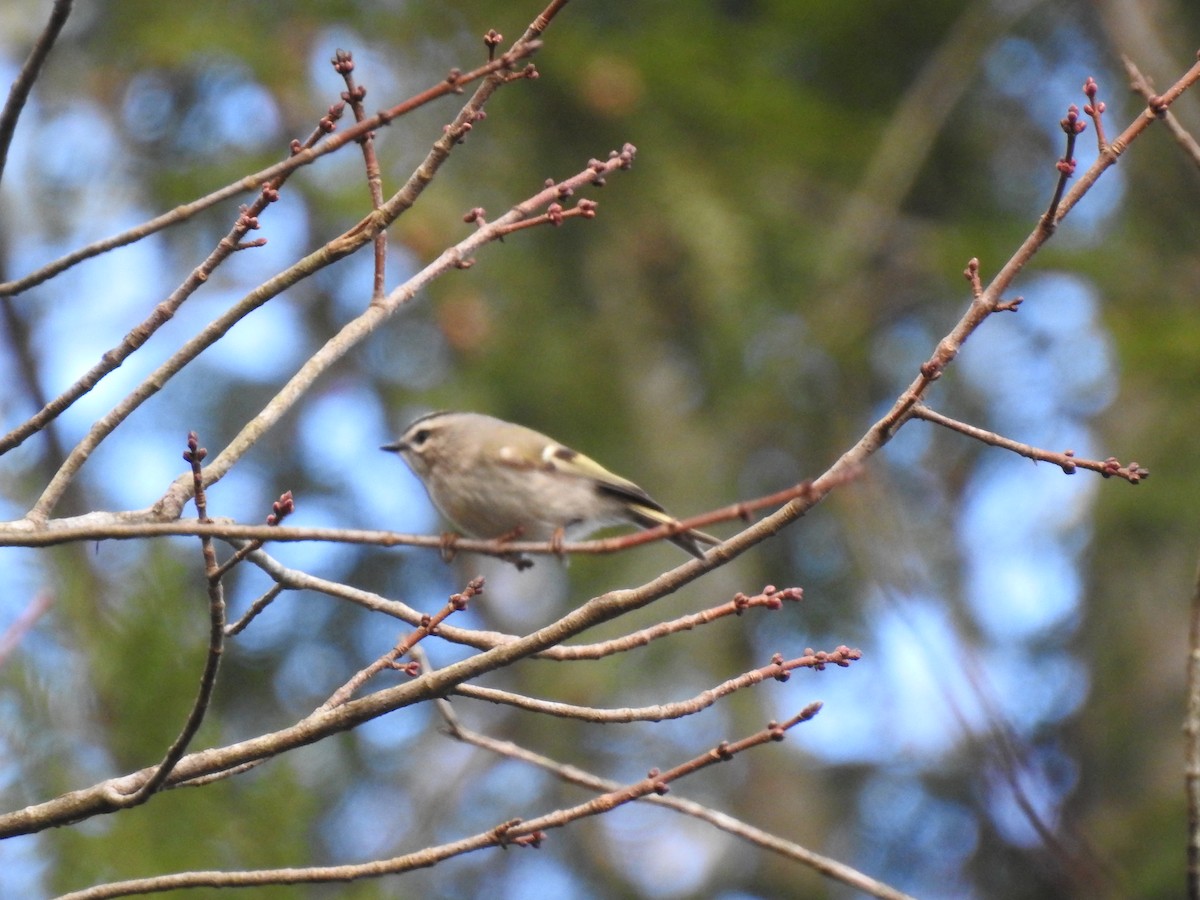 Golden-crowned Kinglet - ML284222921