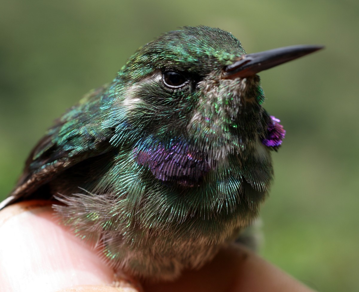 kolibřík klínozobý - ML28422311