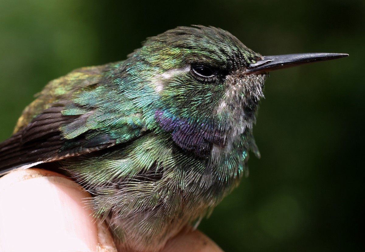 kolibřík klínozobý - ML28422321