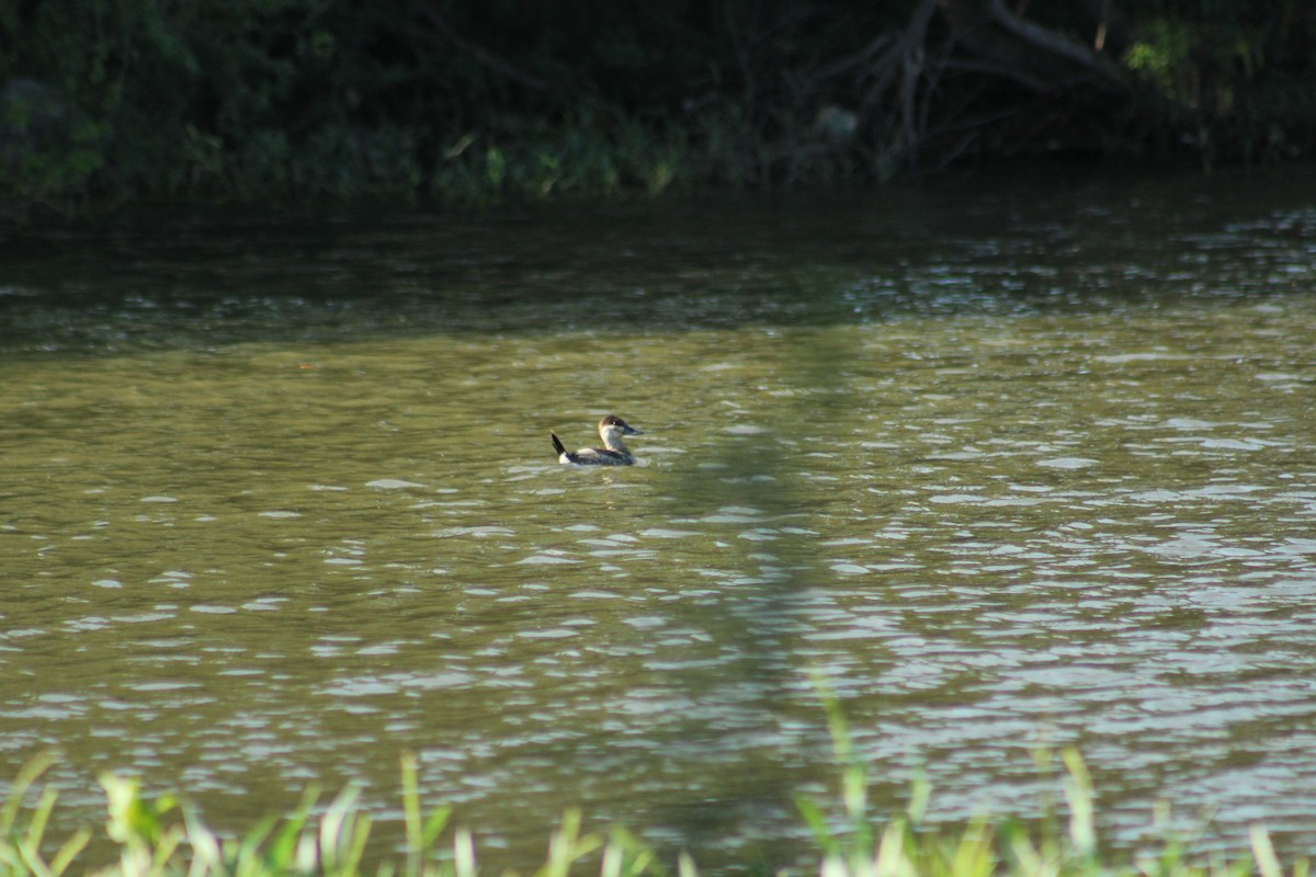 Ruddy Duck - ML284223551