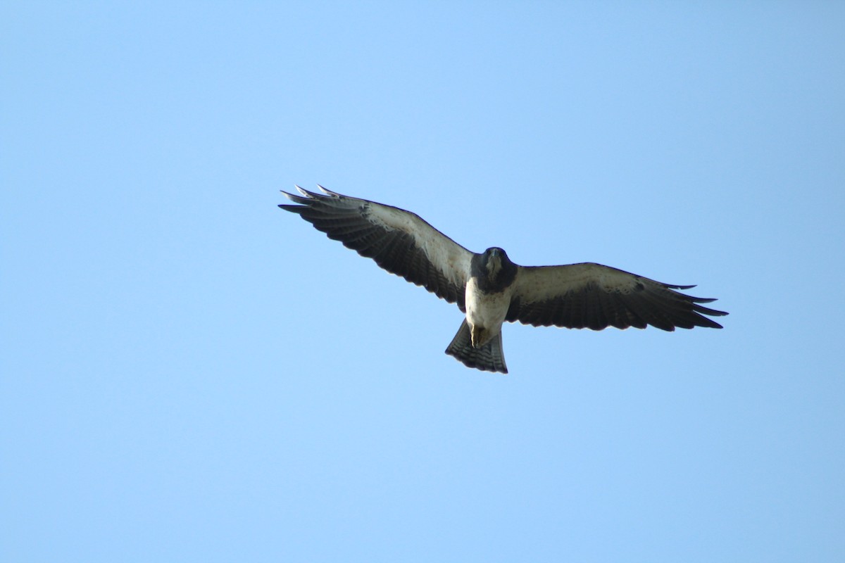 Swainson's Hawk - ML284224291