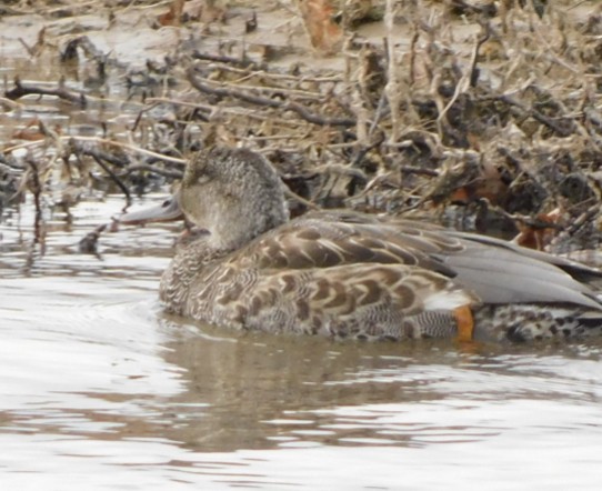 Gadwall - Liam Pentangelo