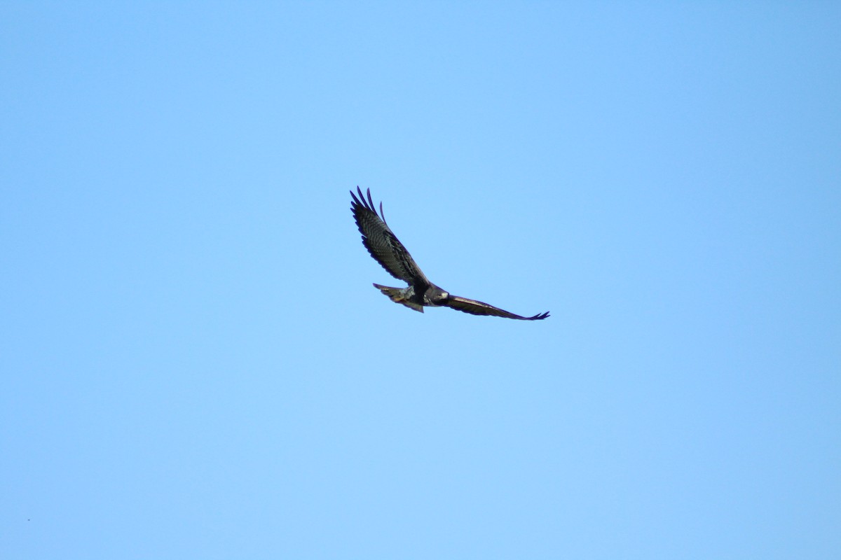 White-tailed Hawk - ML284224991
