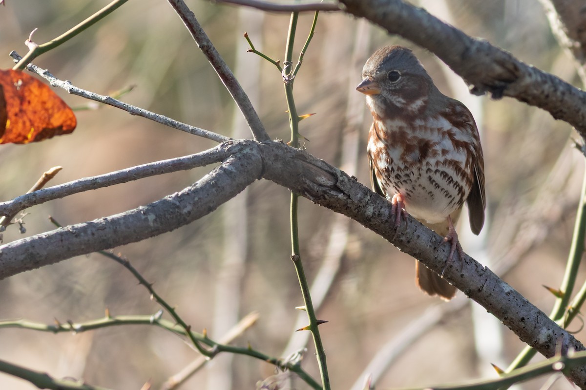 Fox Sparrow (Red) - ML284226201