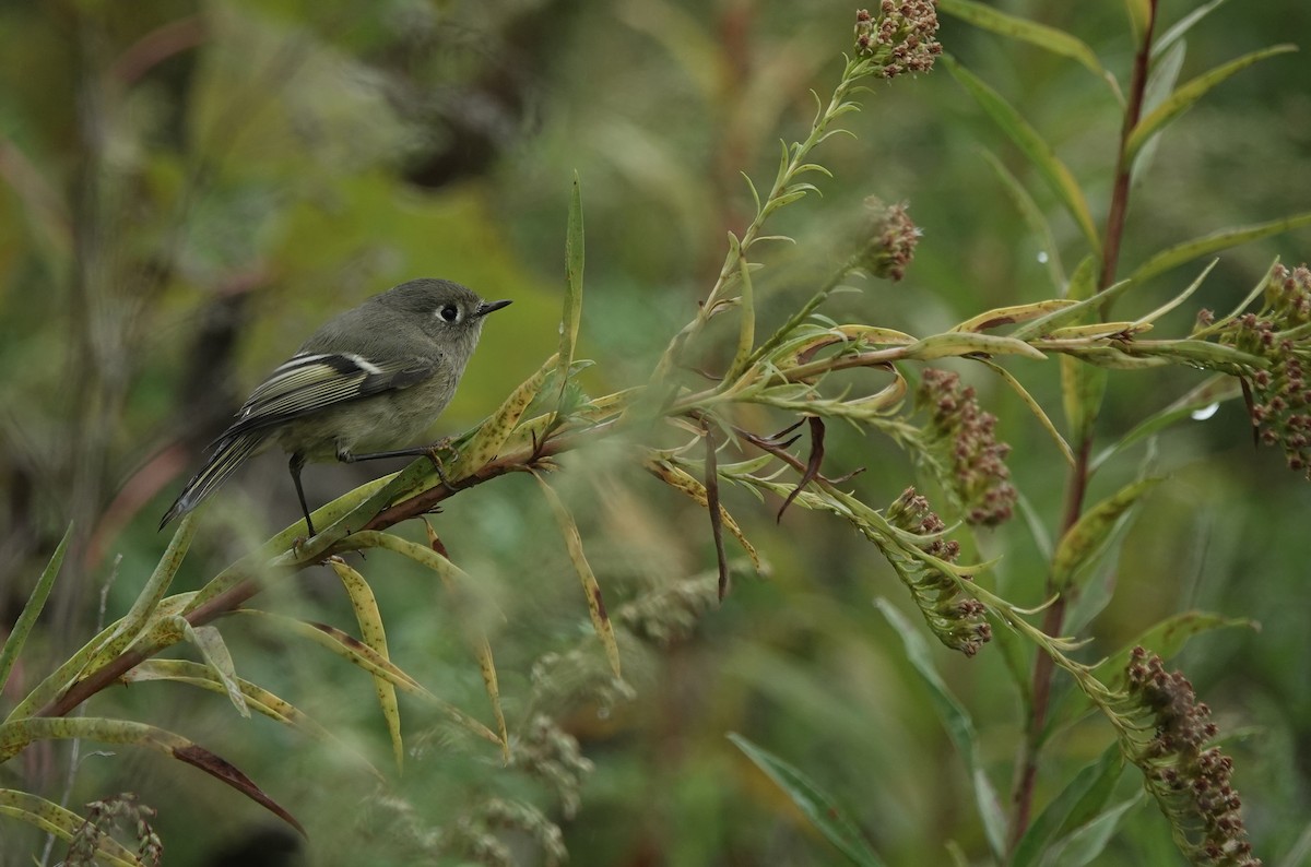 Ruby-crowned Kinglet - ML284226281