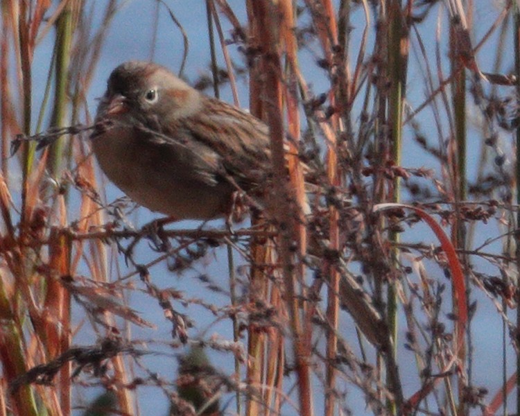 Field Sparrow - ML284228011