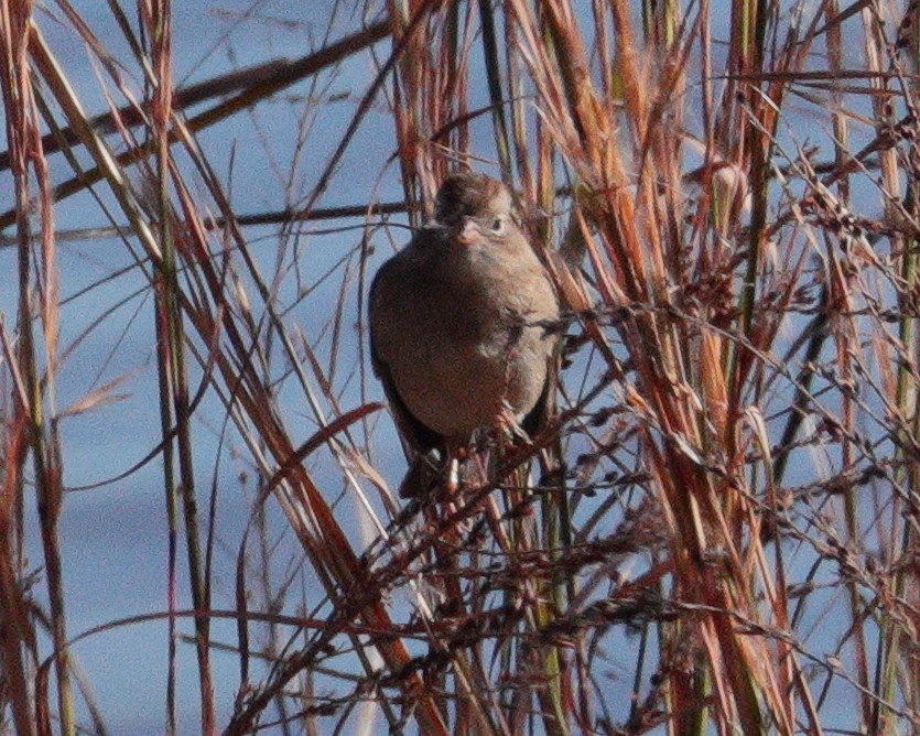 Field Sparrow - ML284228081