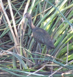 White-faced Ibis - ML284228941