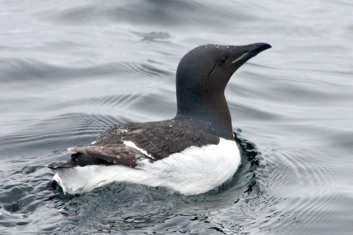 Guillemot de Brünnich - ML284229581