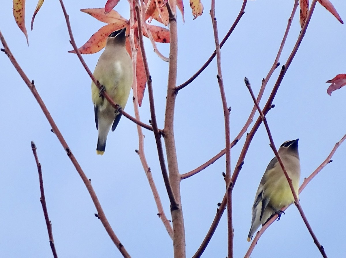 Cedar Waxwing - ML284230581